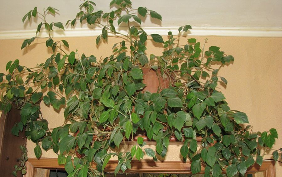 Катерещи растения