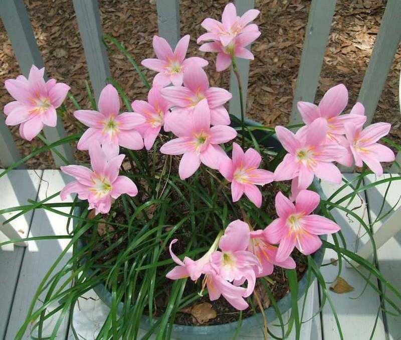 Zephyranthes grootbloemig