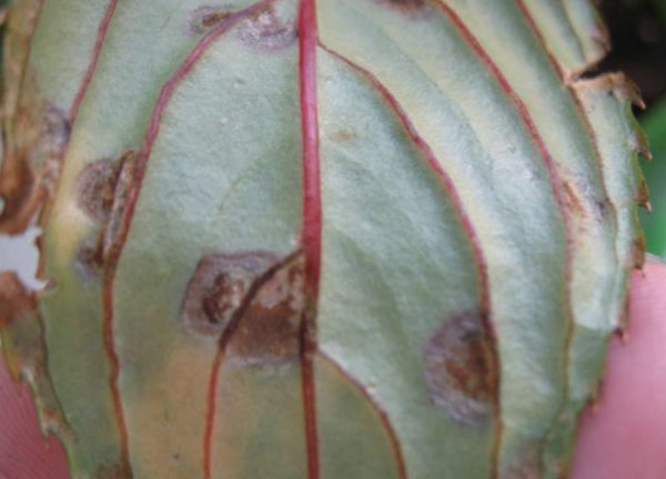 Сиво гниене