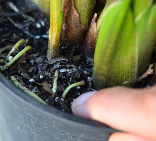 Бактериално гниене