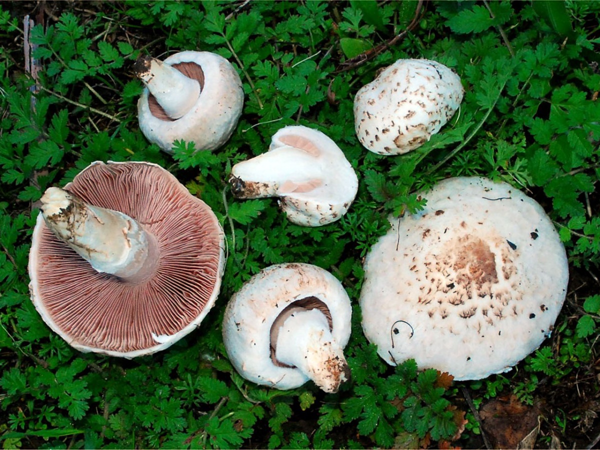 Champignon weide