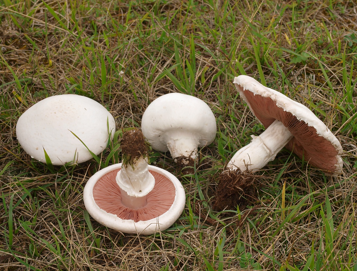 Champignon weide