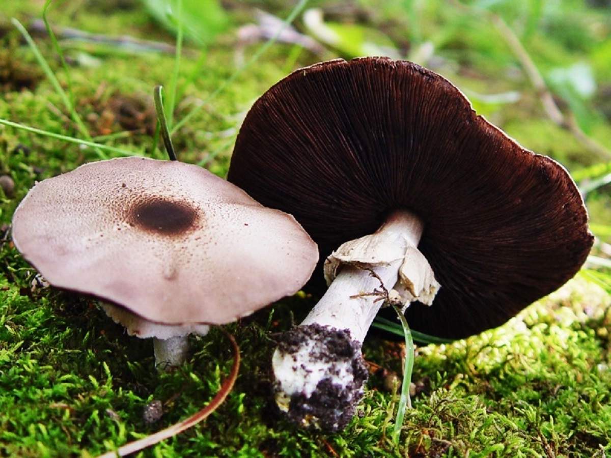 Champignon ploskoshlyapkovy