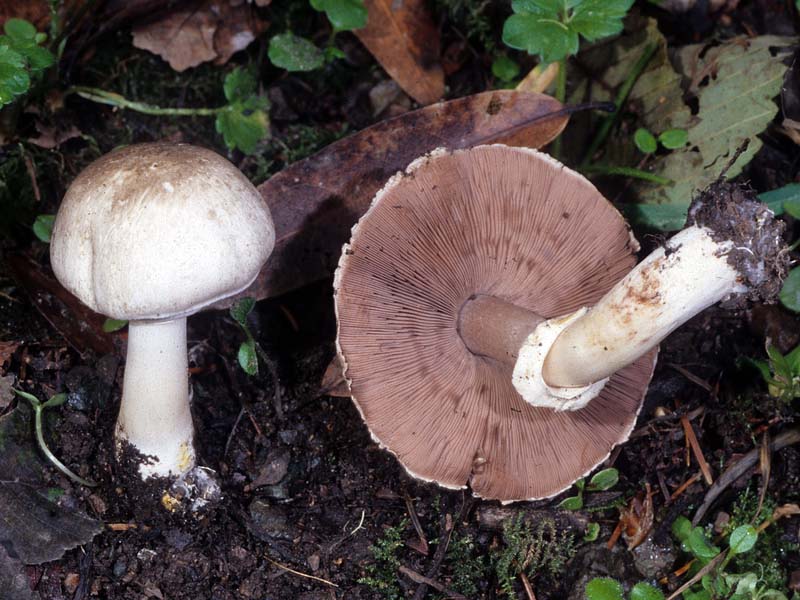 Champignon ploskoshlyapkovy
