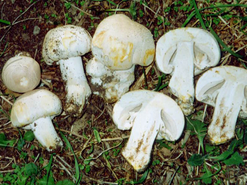 Gele Champignon