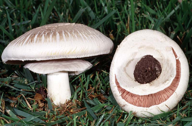 Champignon rood