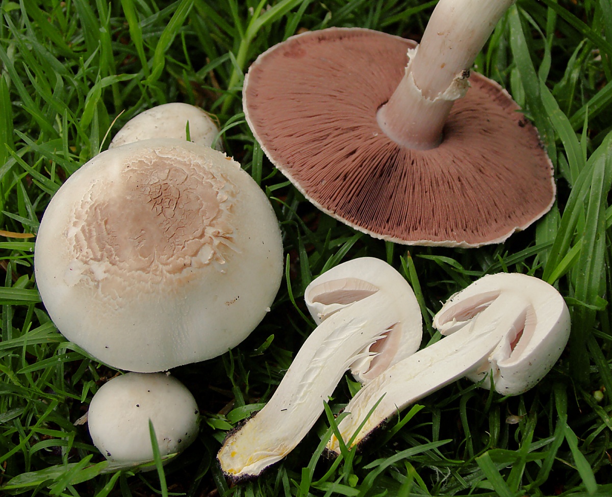 Champignon rood