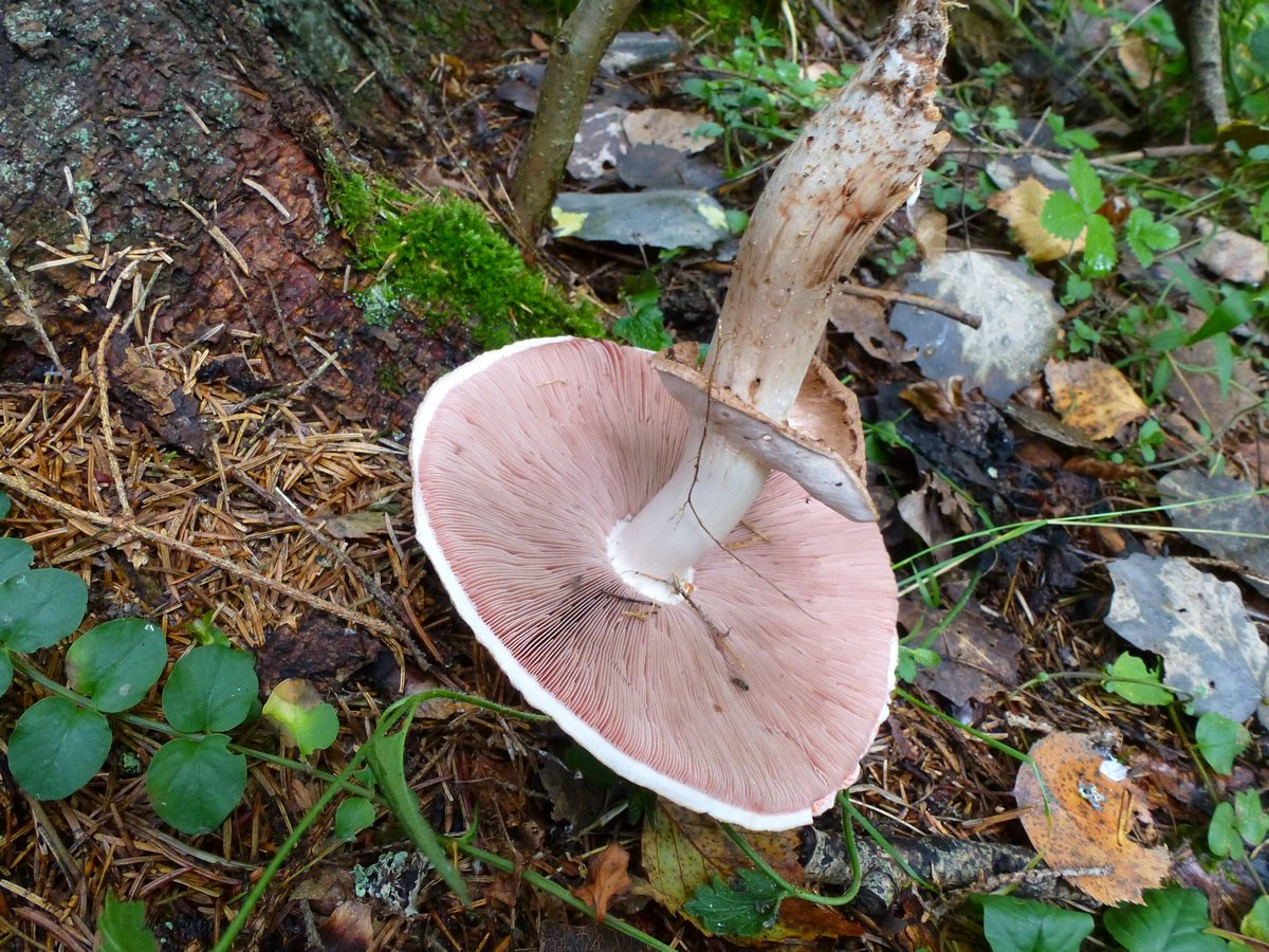 Гората Шампиньон