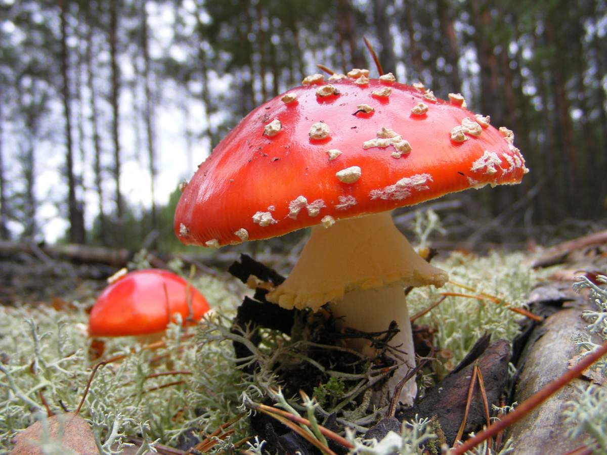 Amanita muscaria