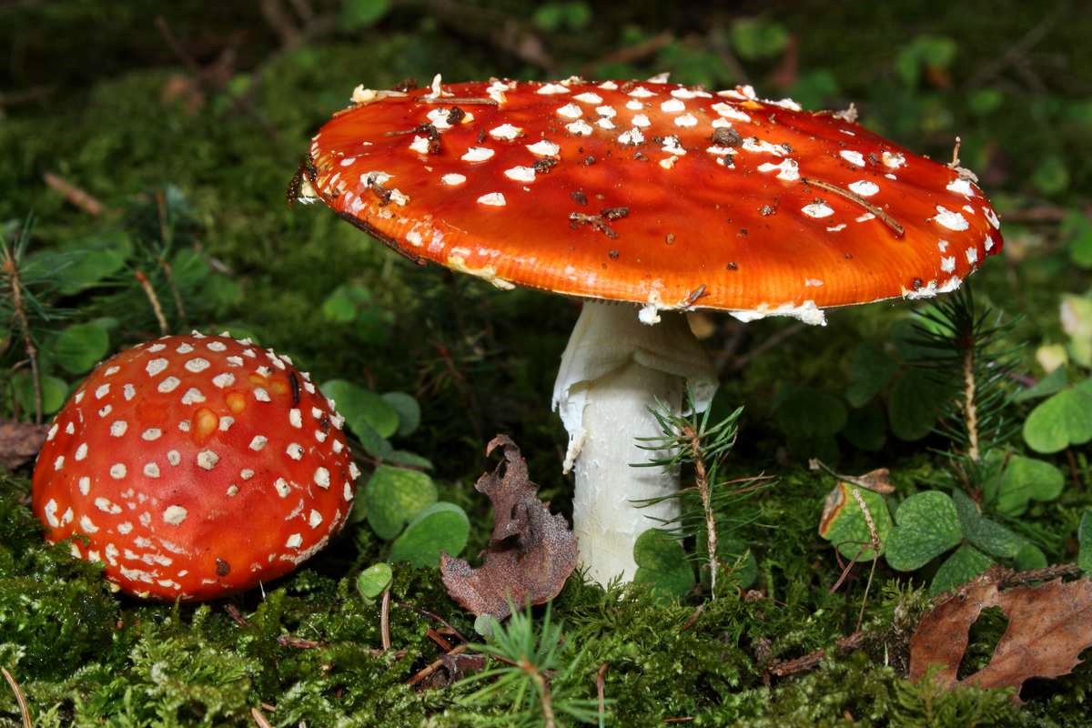 Amanita muscaria