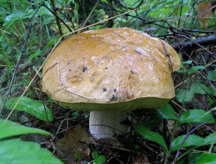 CEP