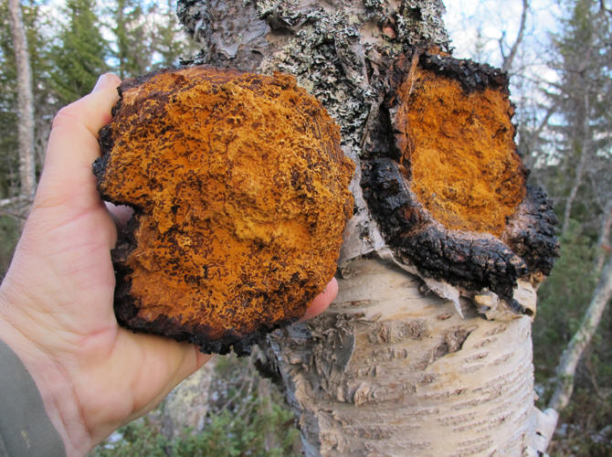 Chaga