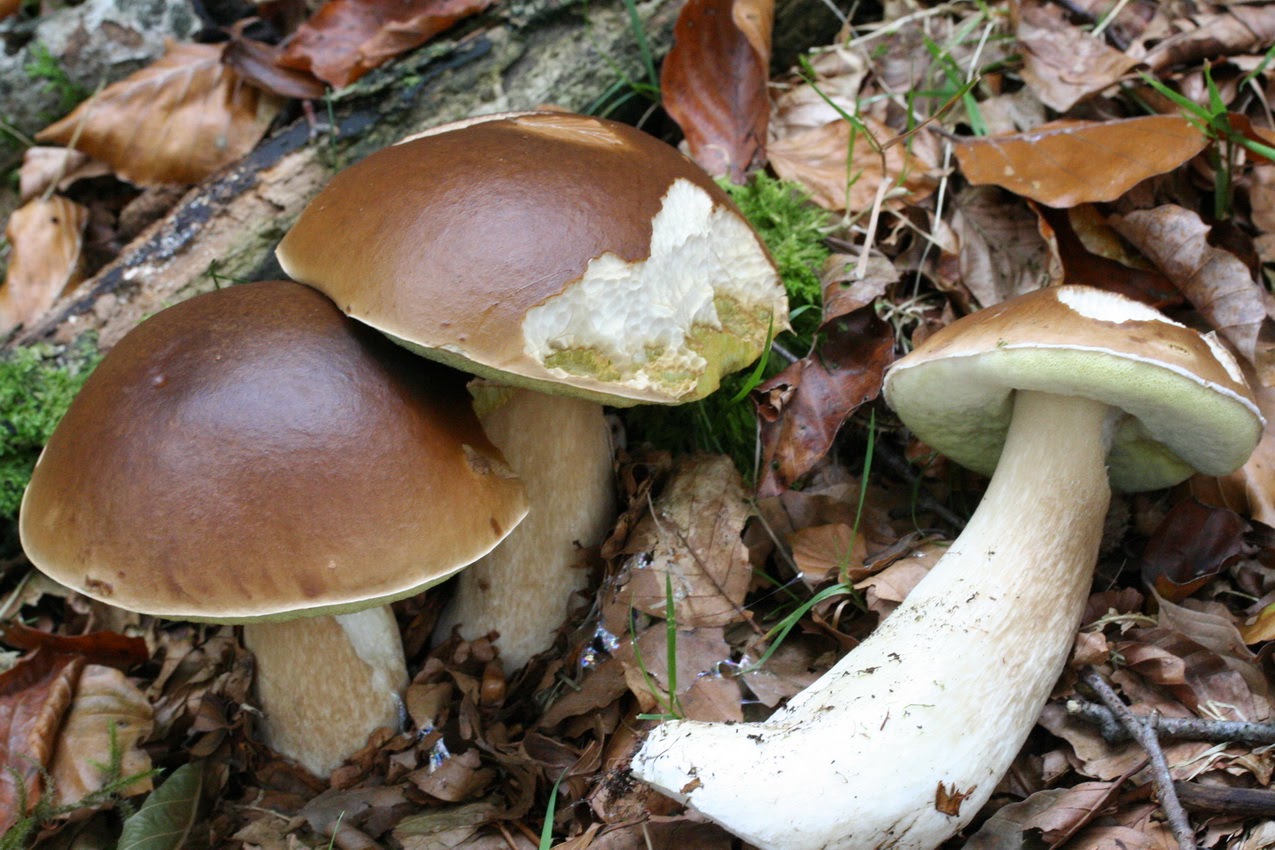 Cep