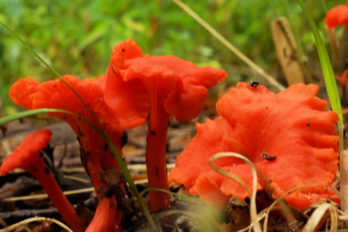 חניכיים אדומים