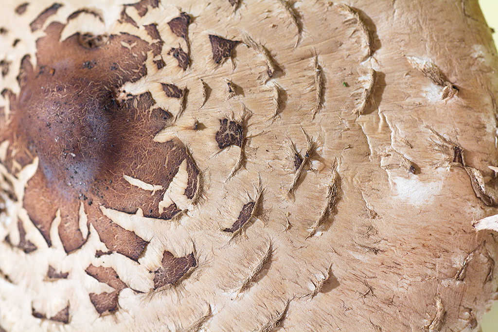 Nấm ô dù đỏ mặt