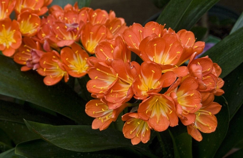 clivia