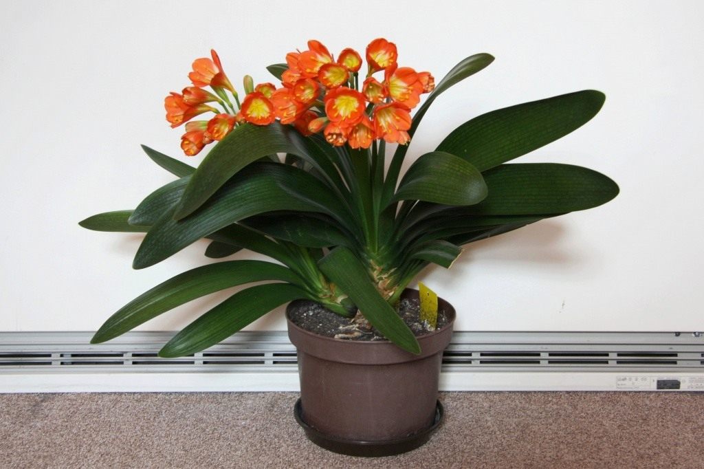 clivia