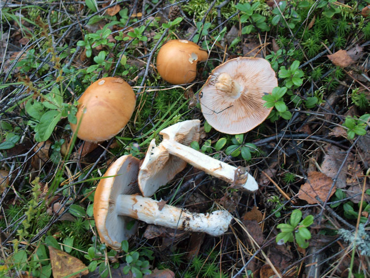 Паяжина светла охра