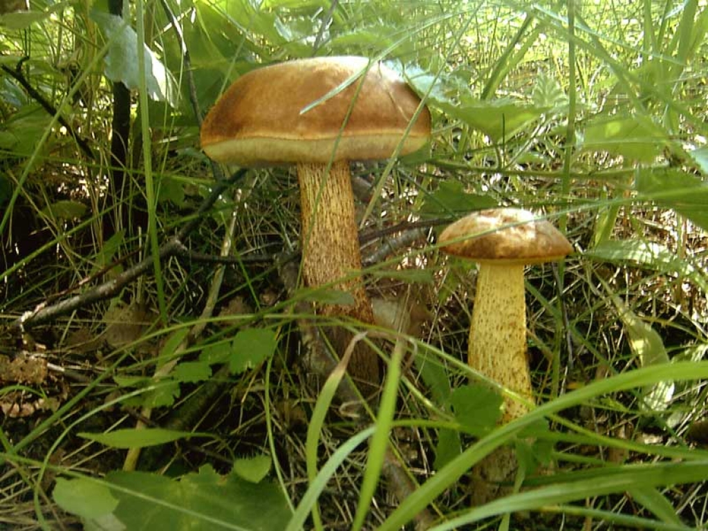 Boletus