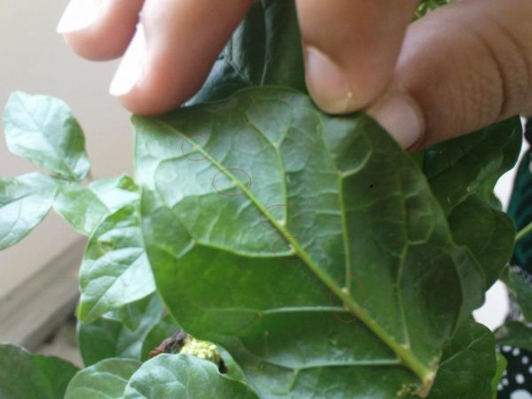 Вредители по жасминово листо