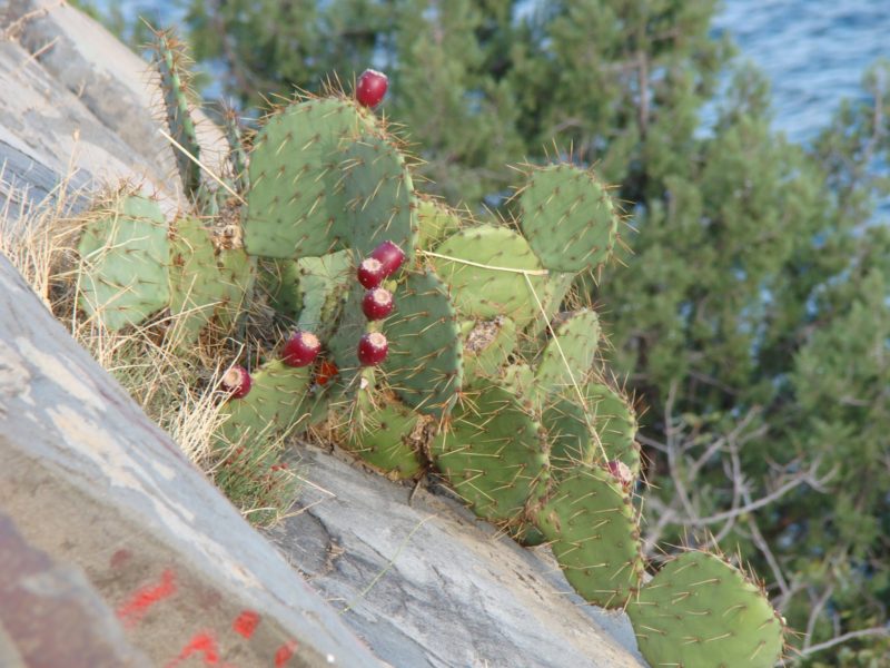 Dygliuotas kriaušė