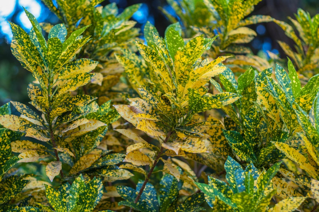 Кодиум пъстър