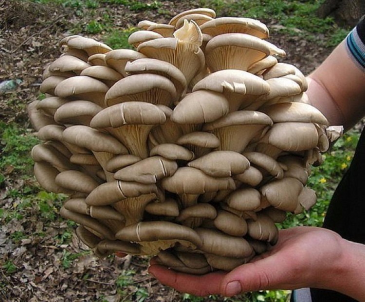 Берач на гъби