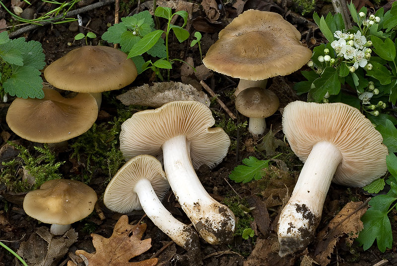 Entoloma