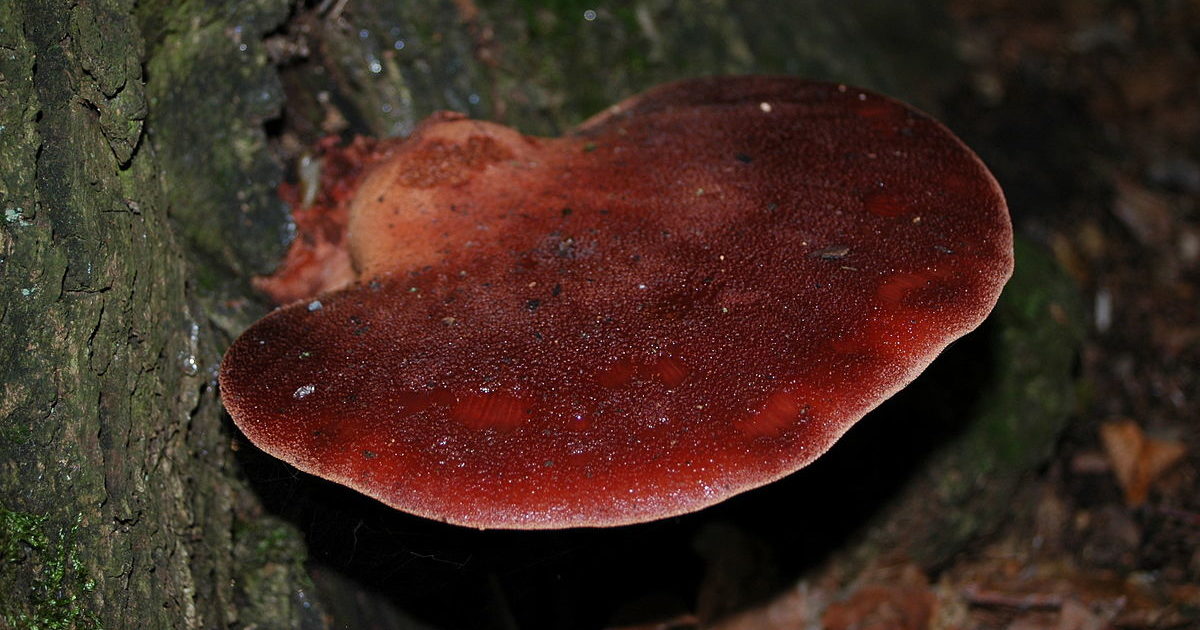 Чернодробни гъбички