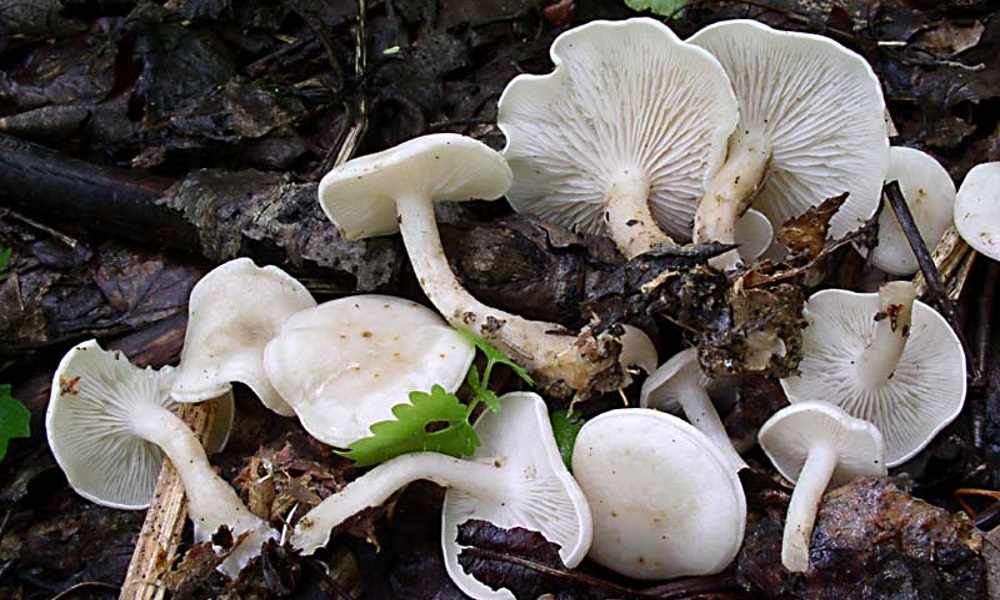 Clitocybe