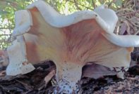 Гигантски говорител