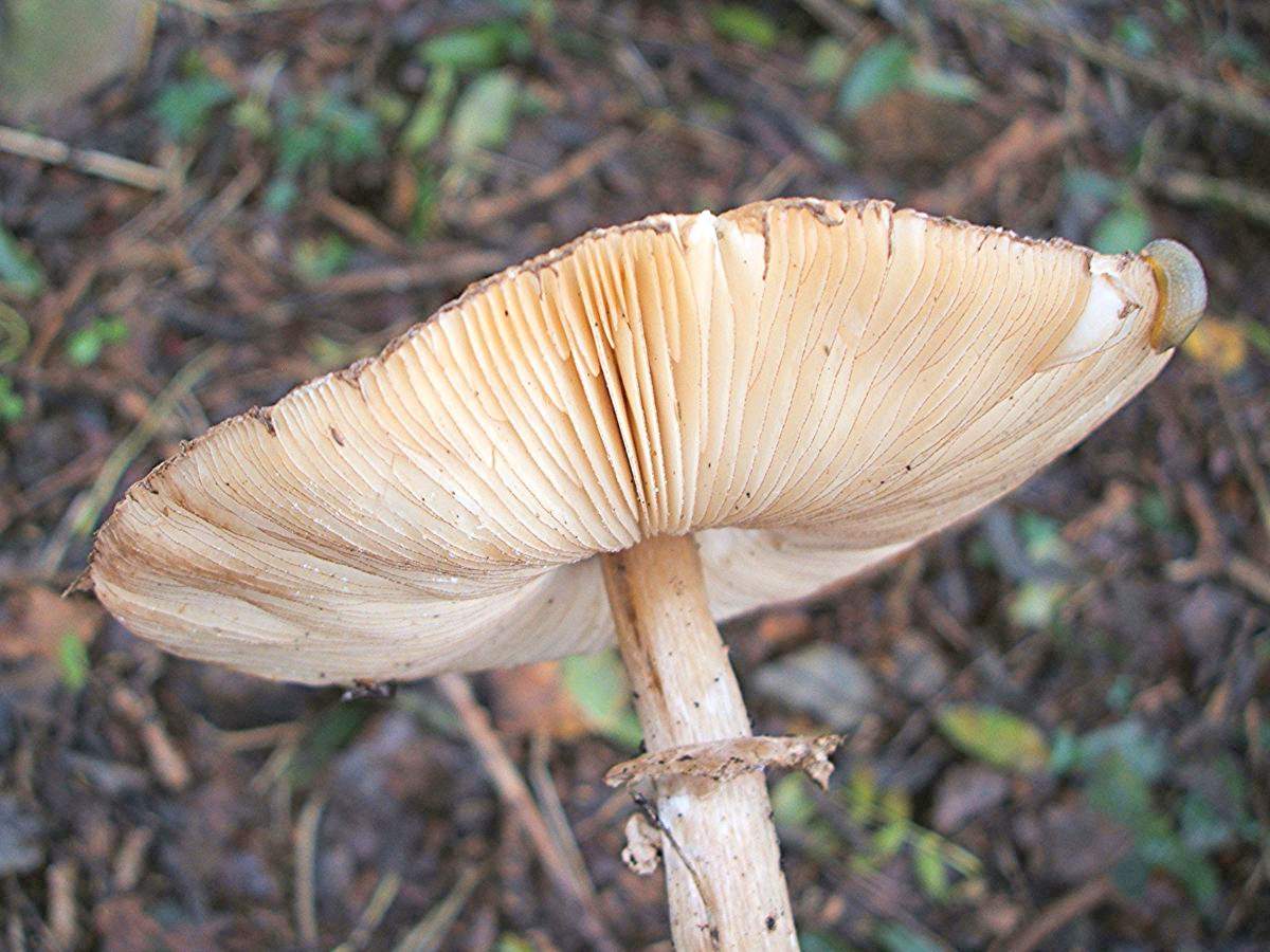 Nấm ô dù đỏ mặt