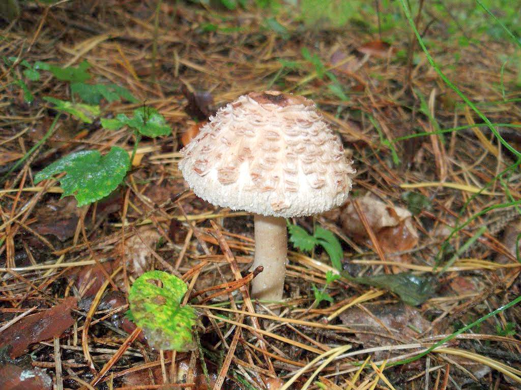 Nấm ô dù đỏ mặt