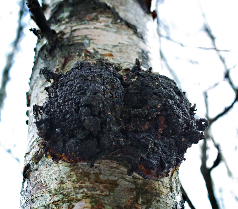 Chaga