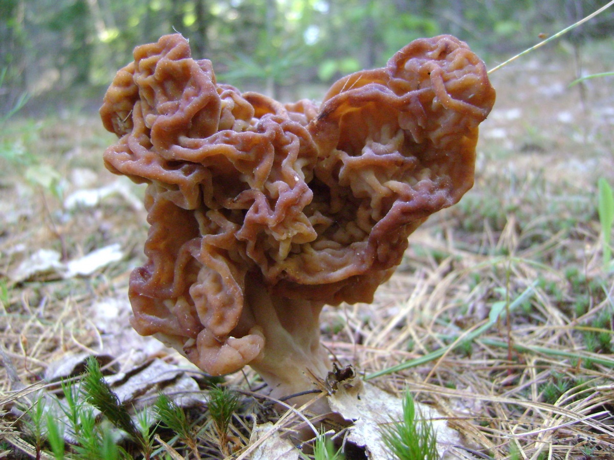 Gyromitra