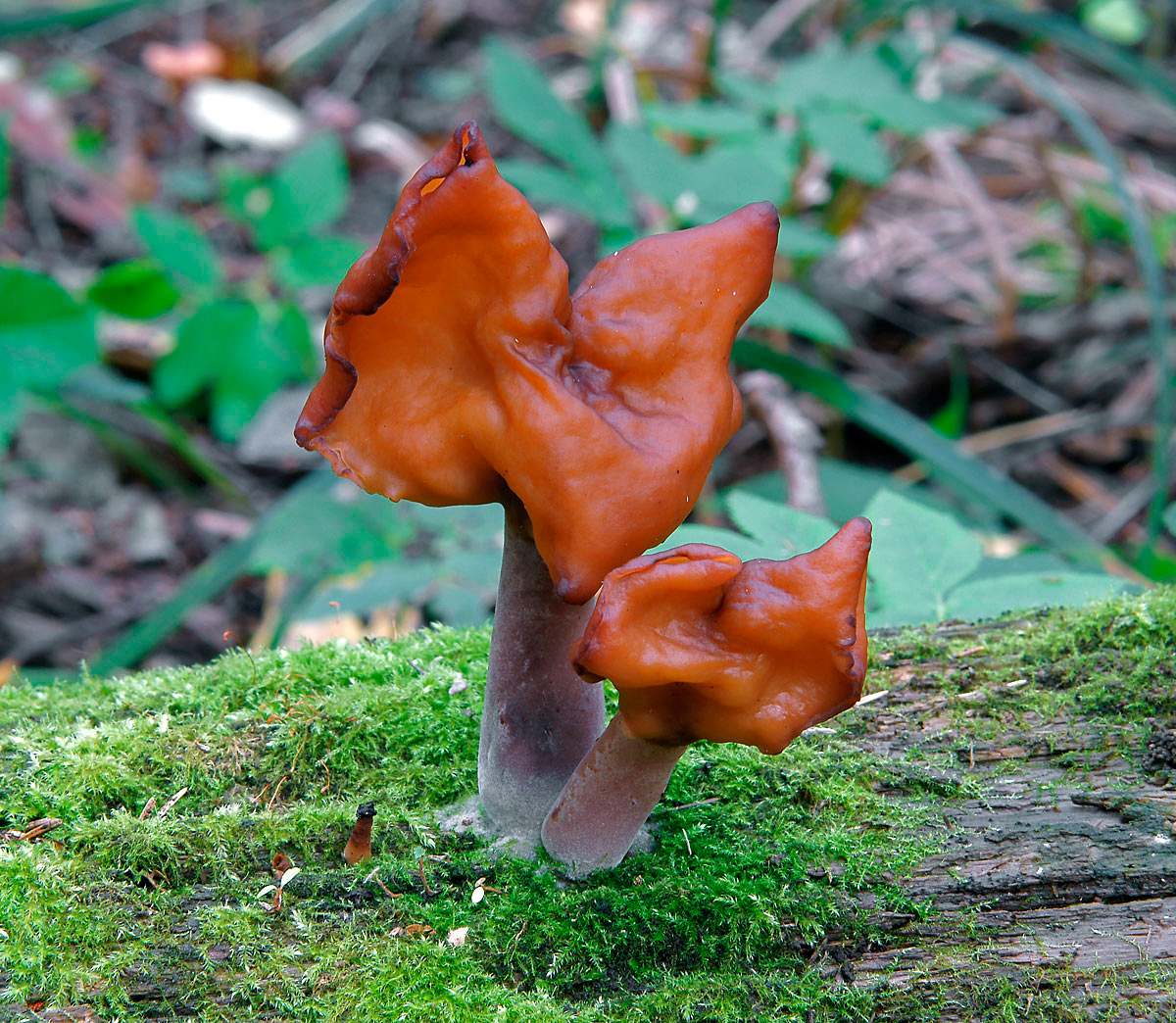 Gyromitra