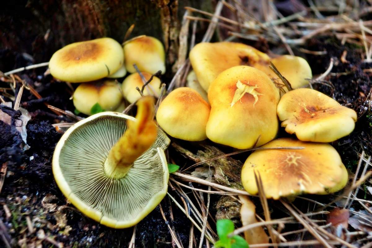 Фалшива пяна Сярно жълто