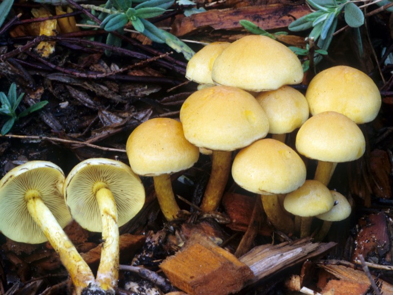 Honey agaric sulfur yellow