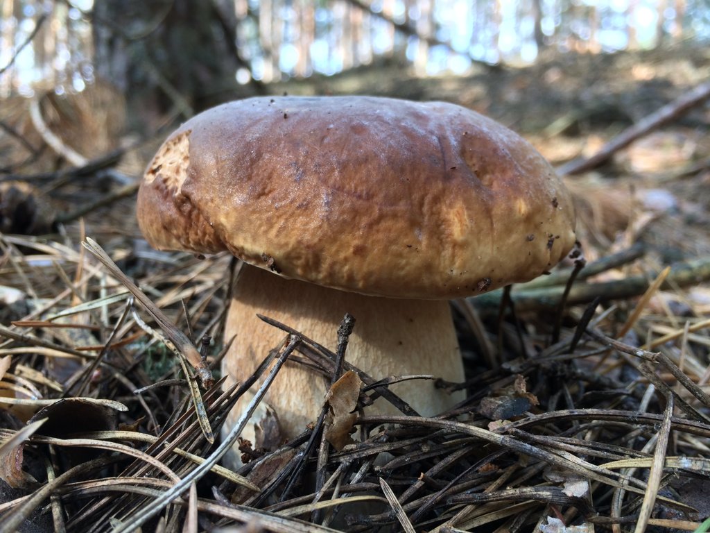 CEP
