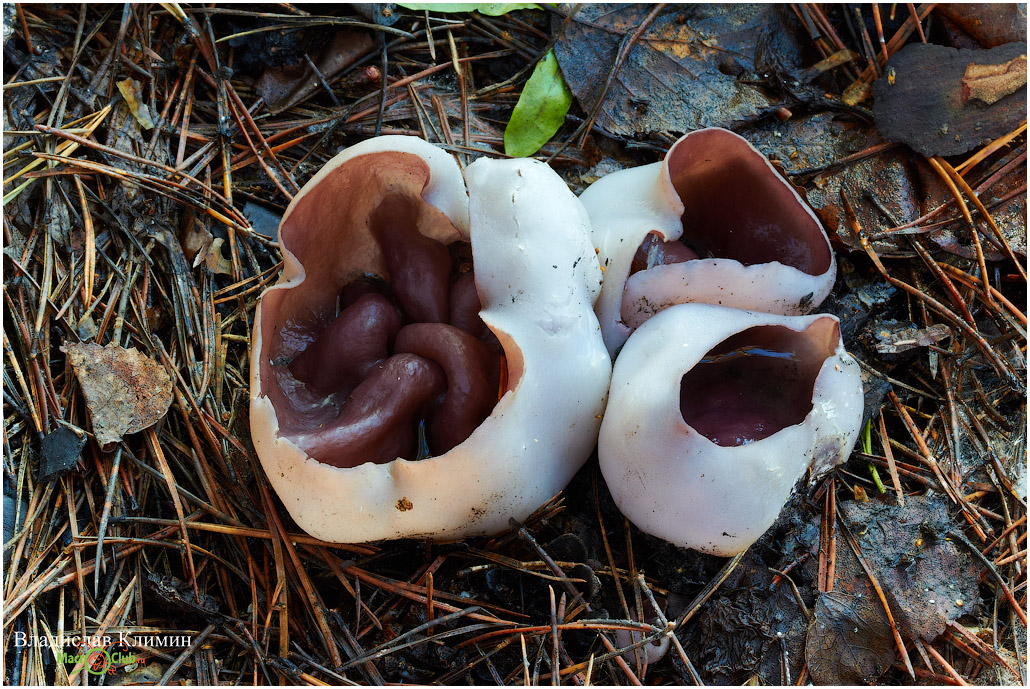 Лилав пипер