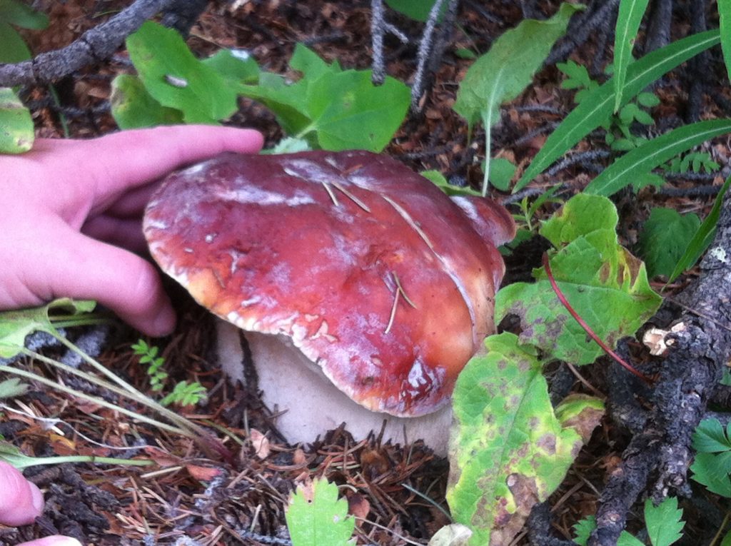 Cep