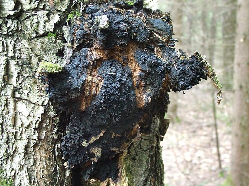 Тендерна фуния