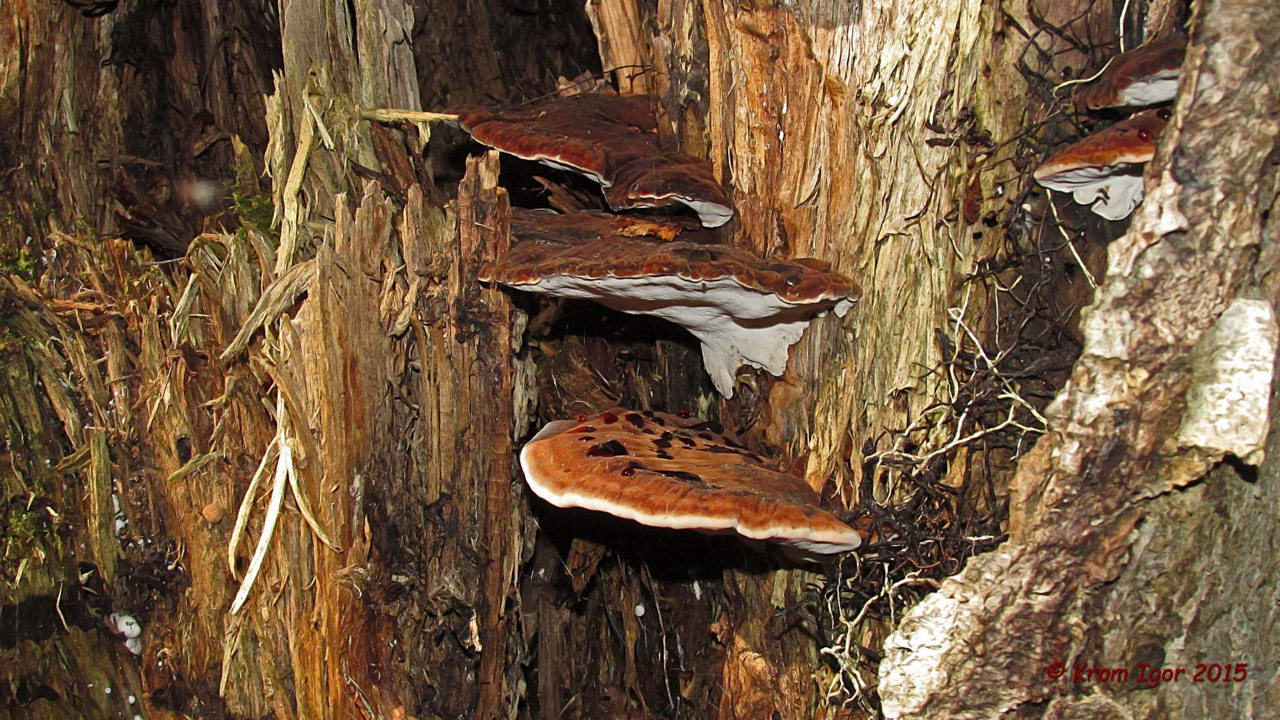 Ishnoderma смолист