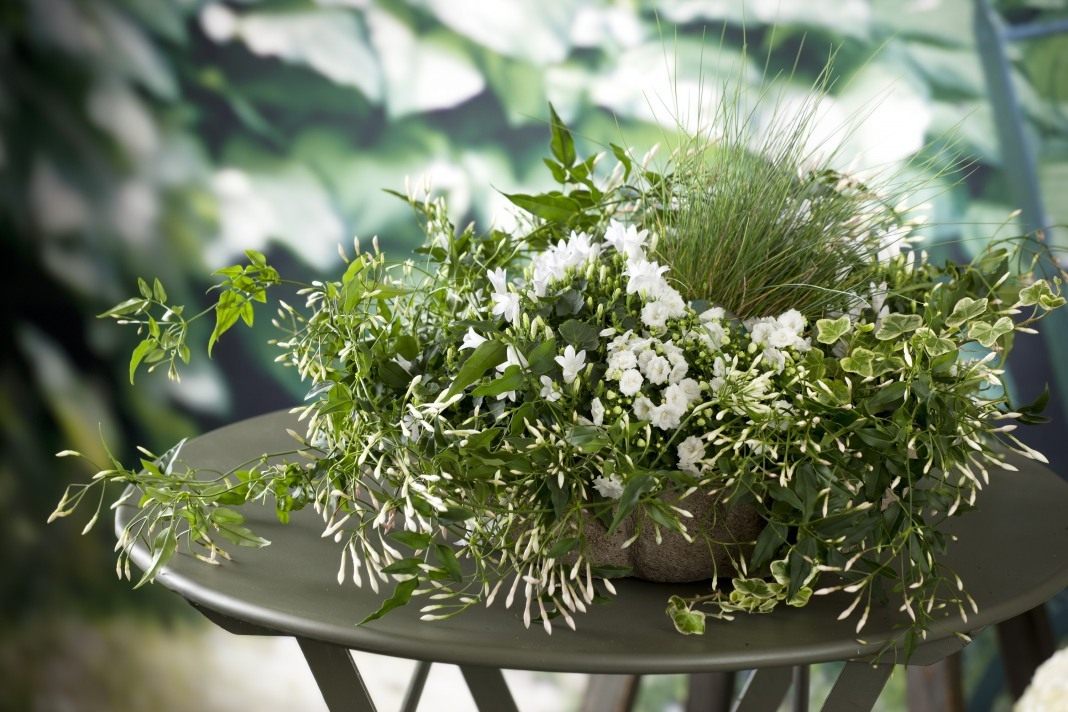 Жасмин мултифлора