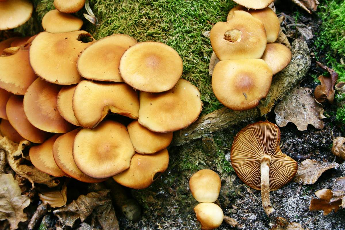 Меден агарик