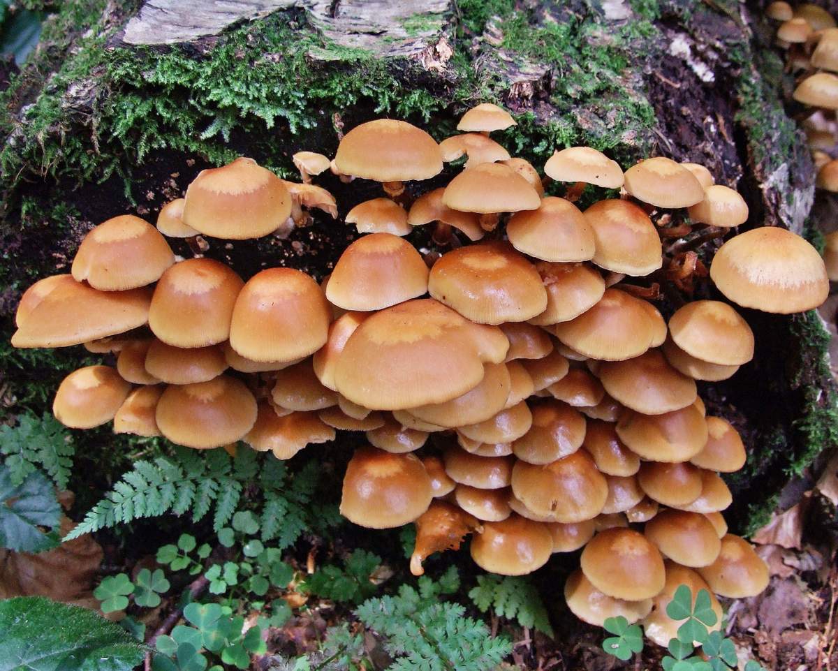 Меден агарик