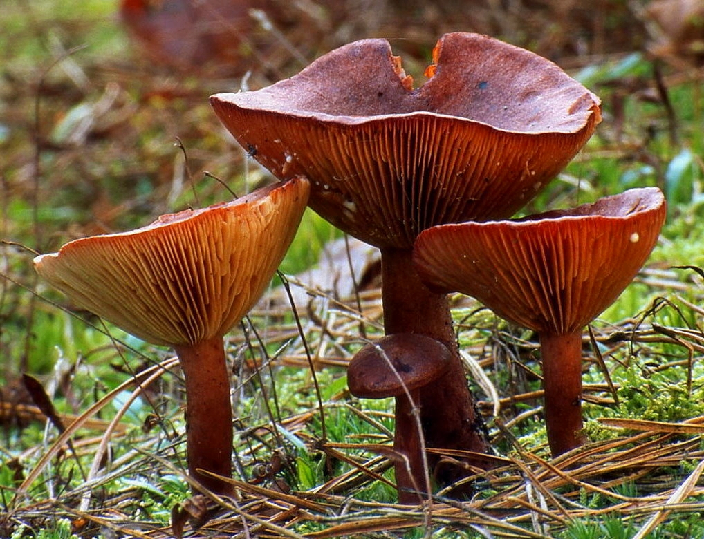 Lactarius Rufus
