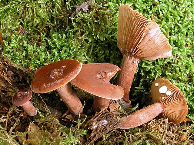 Камфор камфор