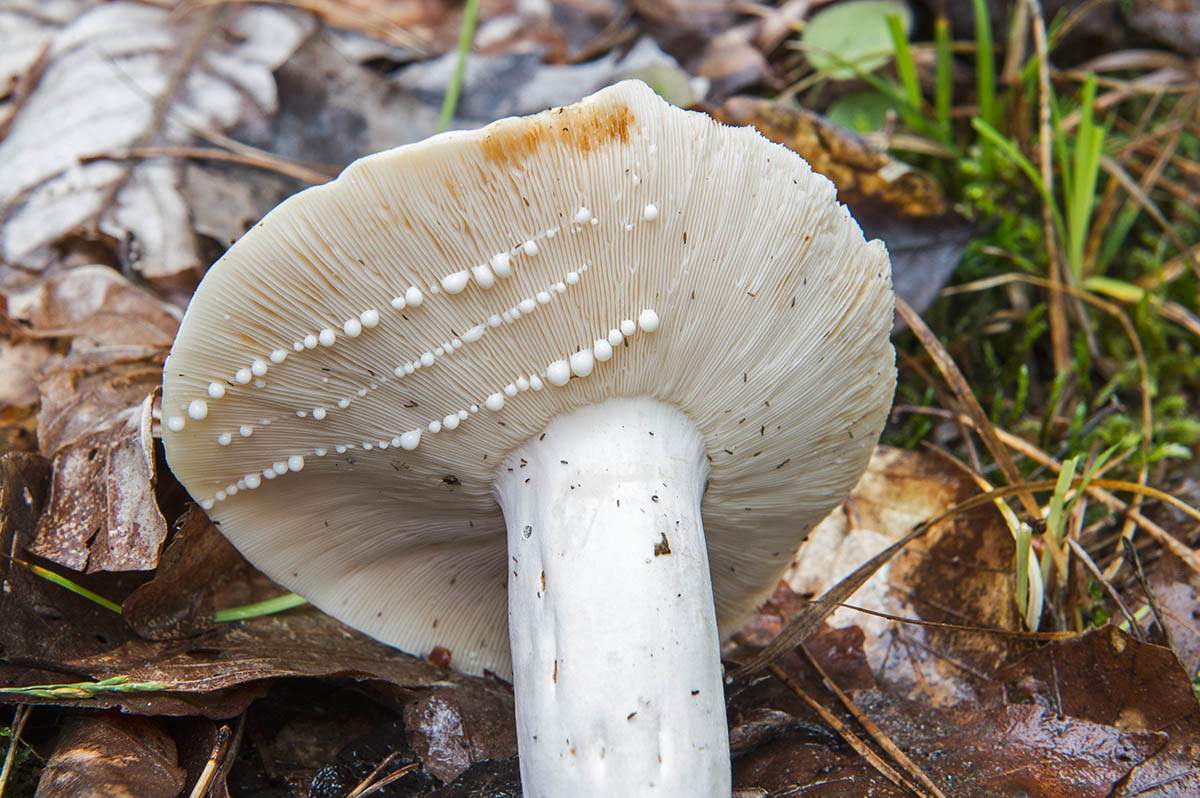 Пипер Милър