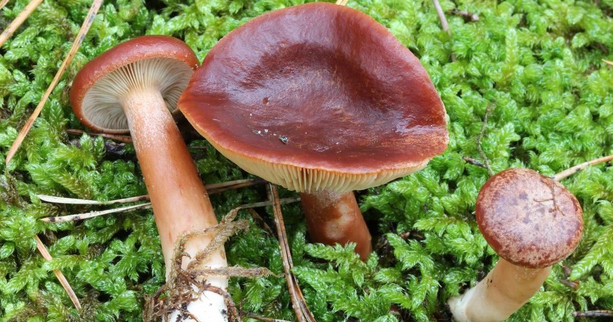 Lactarius Rufus